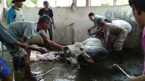 Tackle the cow Video stock 169941682