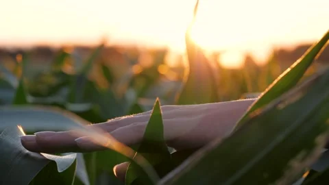 Tactile connection between farmer and lush corn crop at sunset Stock Footage 330105710