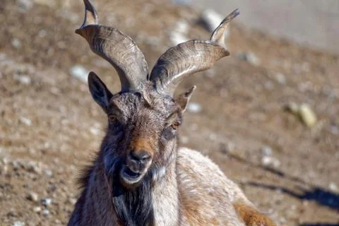 Tadjik markhor Stock Photos