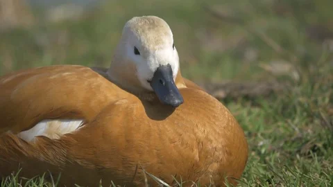 Tadorna ferruginea Video stock 74761710