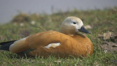 Tadorna ferruginea Video stock 74761741