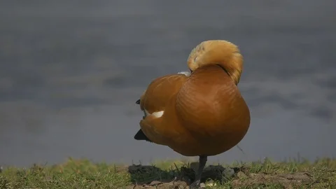 Tadorna ferruginea Video stock 74761830