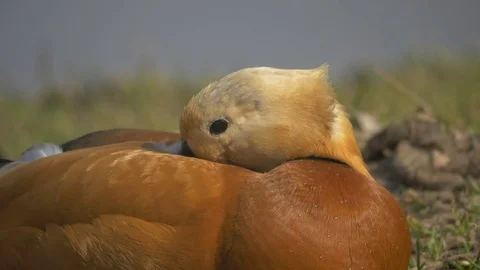 Tadorna ferruginea Video stock 74761852