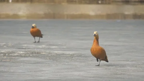 Tadorna ferruginea Video stock 74762168