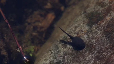 Tadpole browsing algae while defecating Stock Footage 94168296