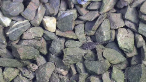 Tadpole defecates while eating algae on stones in the water Stock Footage 95753905