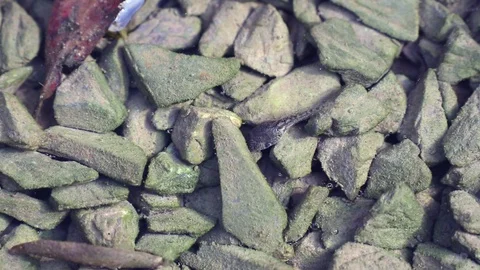 Tadpole defecates while eating green algae on stones in the water Stock Footage 95739829