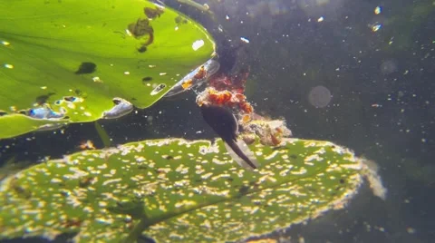 Tadpole eating on water surface Stock Footage 52936864