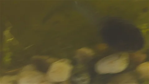 Tadpole feeding Stock Footage 125544643