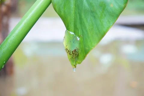 Tadpole First Life on Leaf  Foto stock