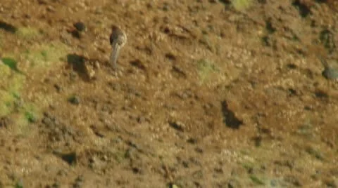 Tadpole 動画素材 8850913