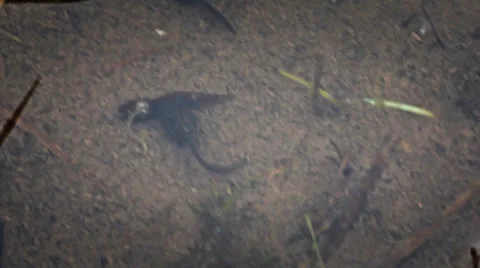 Tadpole Stock Footage 23453187