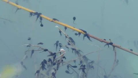 Tadpole Stock Footage