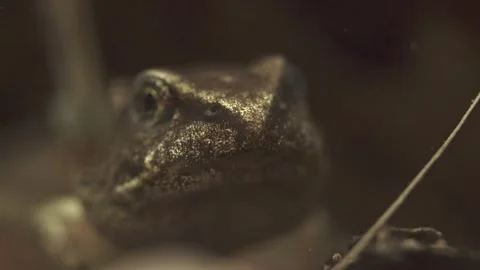 Tadpole with frog-like head during late metamorphosis close-up portrait Stock Footage 327785459