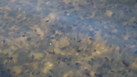 Tadpole at lake Stock Footage 247738613