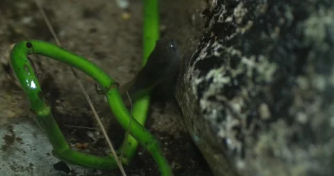 Tadpole Metamorphosis Time-lapse Stock Footage 288238947