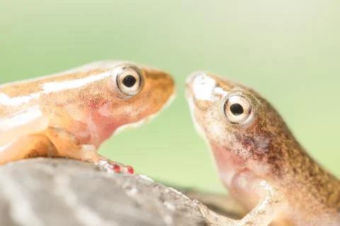 Tadpole Stock Photos