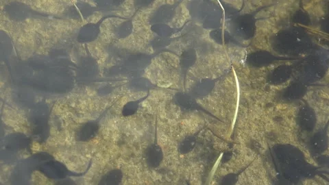 Tadpole, pollywog is larval stage in lif... | Stock Video | Pond5