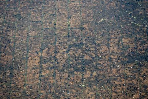 Tadpole pond Foto stock