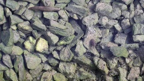 Tadpole rests on green algae covered stones in the water Stock Footage 95741197