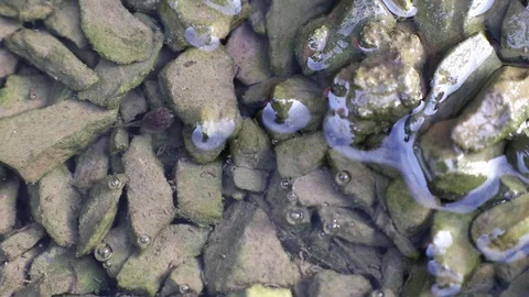 Tadpole rests on green algae covered stones in the water and suddenly swims Stock Footage 95755824
