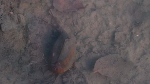 Tadpole shrimp, Triops cancriformis Stock Footage 141638902