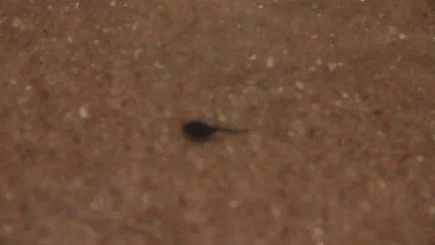 Tadpole Swimming Stock Footage 74444242