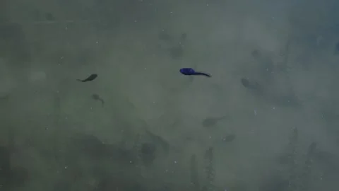 Tadpole that swims in a circle Stock-Footage 154896719