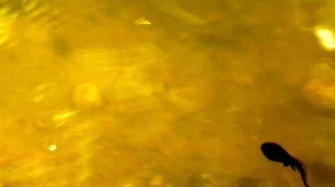 Tadpole swims Stock Footage 459700