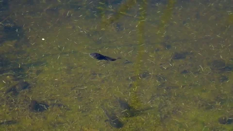 Tadpole Swims in a Pond Stock Footage 103286413