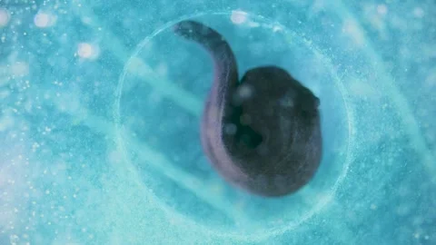 A tadpole under microscope Video stock 333561790