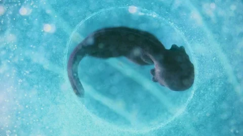 A tadpole under microscope Stock Footage 333562400