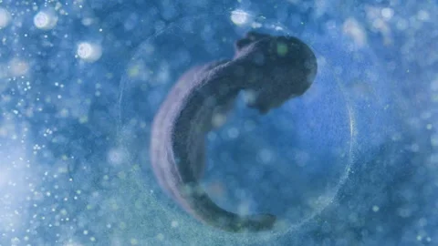 A tadpole under microscope Stock Footage 333578097