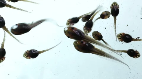 Tadpole in water Stock Footage 59209832