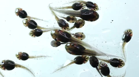 Tadpole in water Stock Footage 59209927