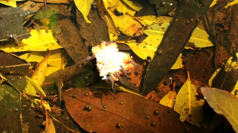Tadpole in water Stock Footage 59210072
