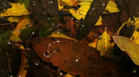 Tadpole in water Stock Footage 59210144
