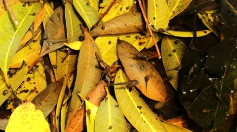 Tadpole in water Stock Footage 59210319
