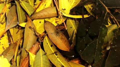 Tadpole in water Stock Footage 59210489
