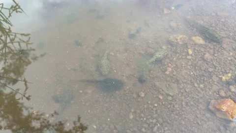 Tadpole in the water Stock Footage 159016291