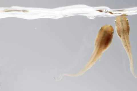 Tadpole in white background. Stock Photos
