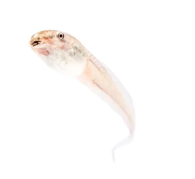 Tadpole in white background. Stock Photos