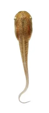 Tadpole in white background. Stock Photos