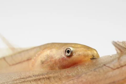 Tadpole in white background. Stock Photos