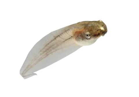 Tadpole in white background. Stock Photos