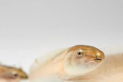 Tadpole in white background. Stock Photos