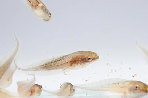 Tadpole in white background. Stock Photos
