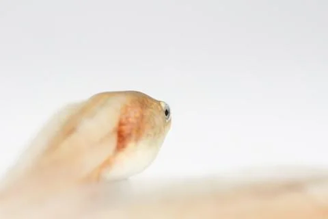 Tadpole in white background. Stock Photos