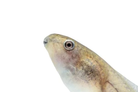 Tadpole in white background. Stock Photos