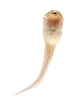 Tadpole in white background. Stock Photos
